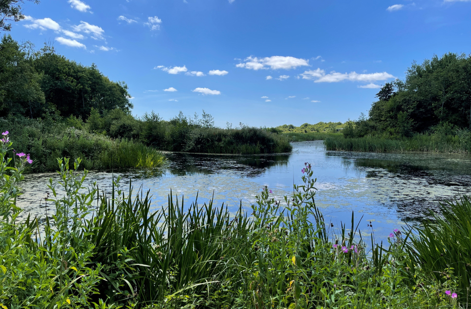 Can't handle this UK heatwave? Chill out in the wetlands!